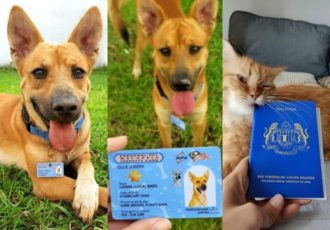 pet-passport