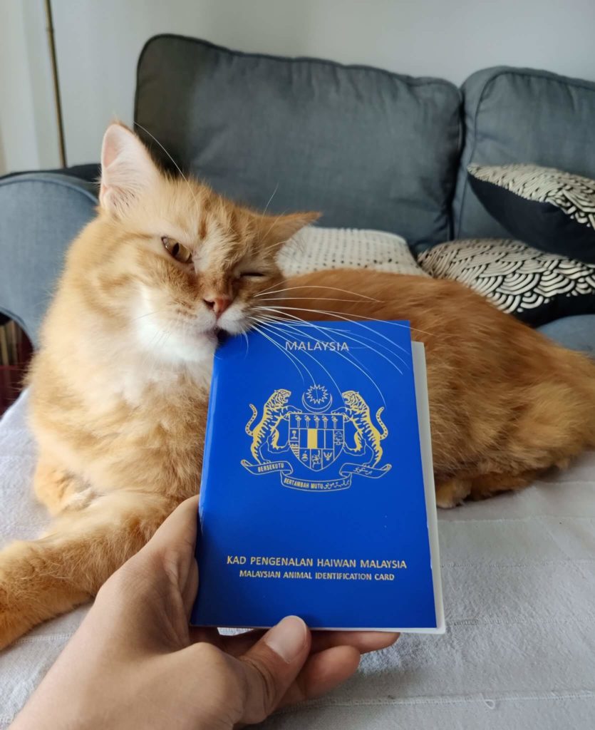 pet-passport-cat-bite