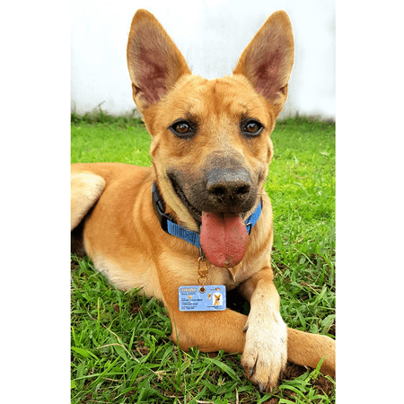 pet-passport-dog-profile
