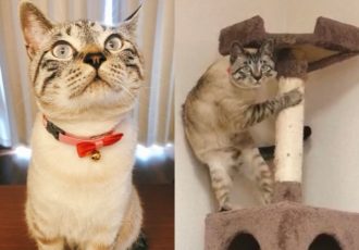 cat-reaction-main-photo