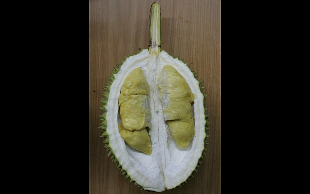 durian-d13-jinbao
