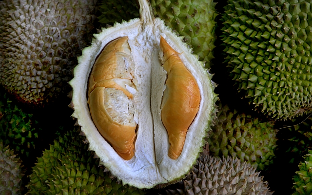 durian-d24-sultan