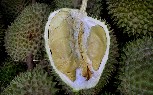 durian-green-bamboo