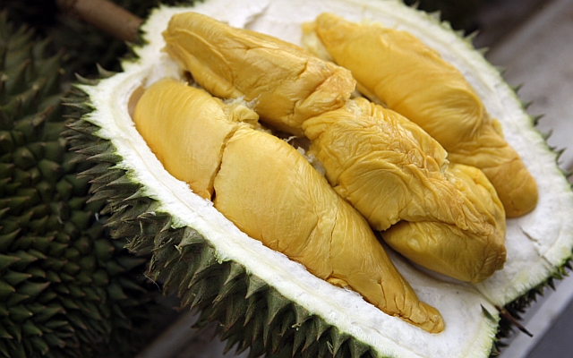 Durian Mas D101
