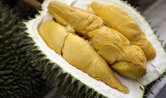 Durian Mas D101