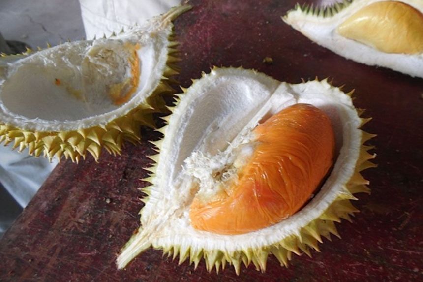 durian-red-prawn-hongxia