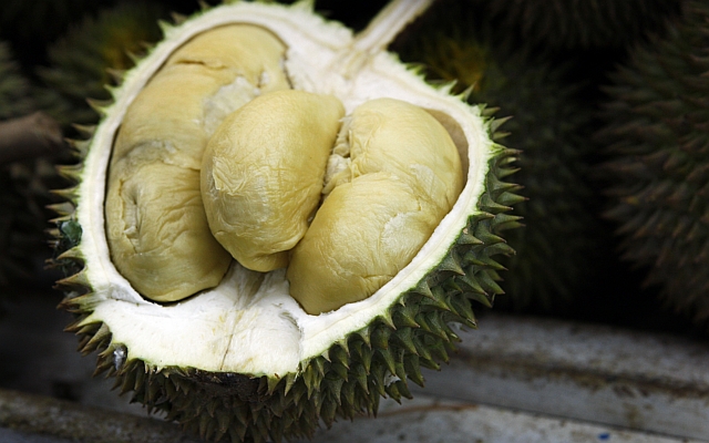 durian-xo