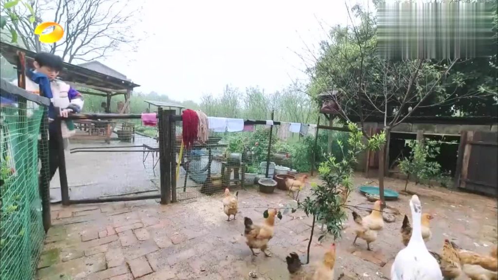 zhangyixing-chicken
