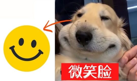 Swollen Dog Face Smile Emoji