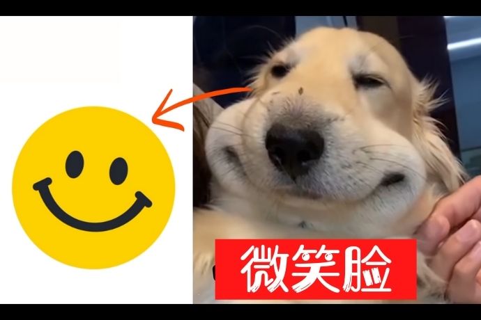 swollen-dog-face-smile-emoji