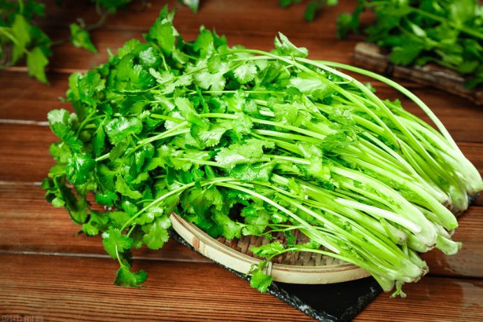 coriander-main-photo