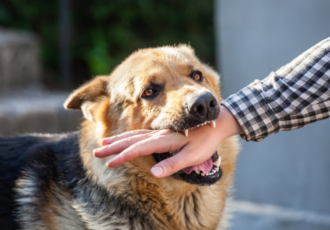 dog attack