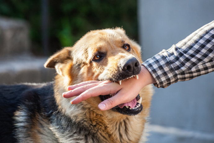 dog attack