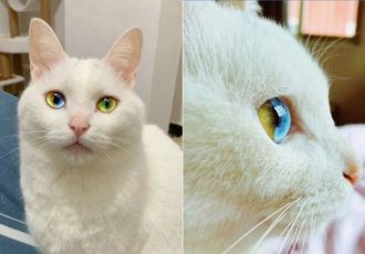 Cats With Four Different Eye Colors