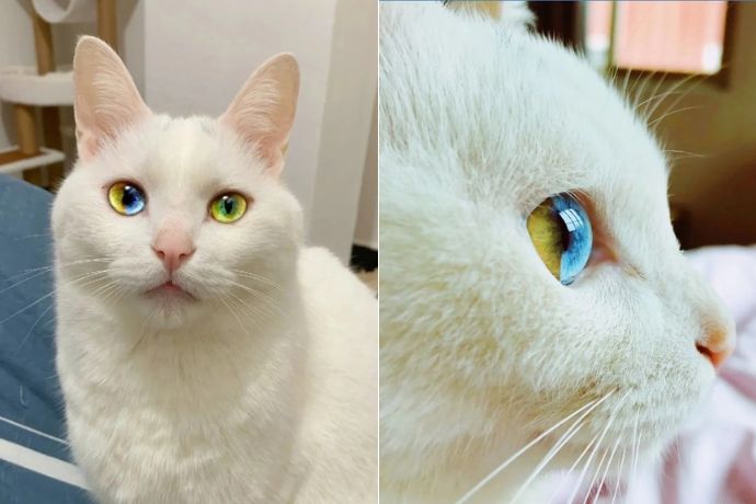 Cats With Four Different Eye Colors
