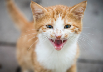 cat-noises