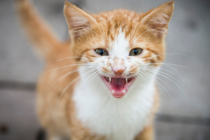 62+ 图片 猫 新的 11 不要只会喵喵喵~教你听懂猫叫声意思| 酱情报| 羊咩咩| 就酱YOUNG