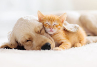 Dog And Cat Sleep
