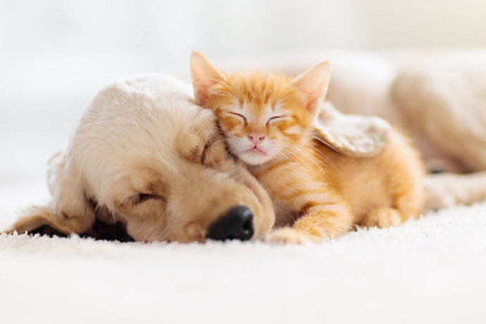 dog-and-cat-sleep