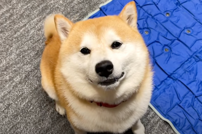 touch your dog