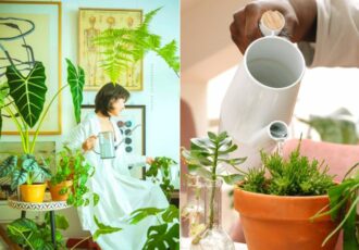 7 Tips For Beginners To Keep Houseplants Healthy Feature