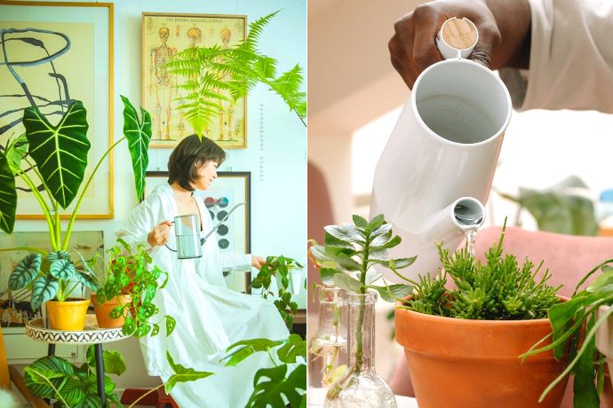 7 Tips For Beginners To Keep Houseplants Healthy Feature