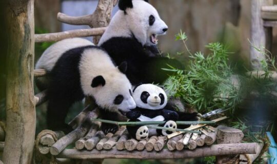 Panda Yi Yi And Sheng Yi Will Be Sent Back To China In May Feature