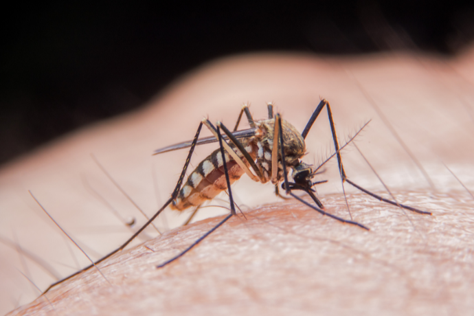 Kill Mosquitoes By Hand