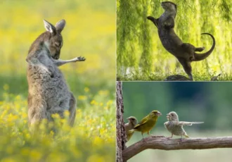 comedy-wild-life-photo-2023-feature