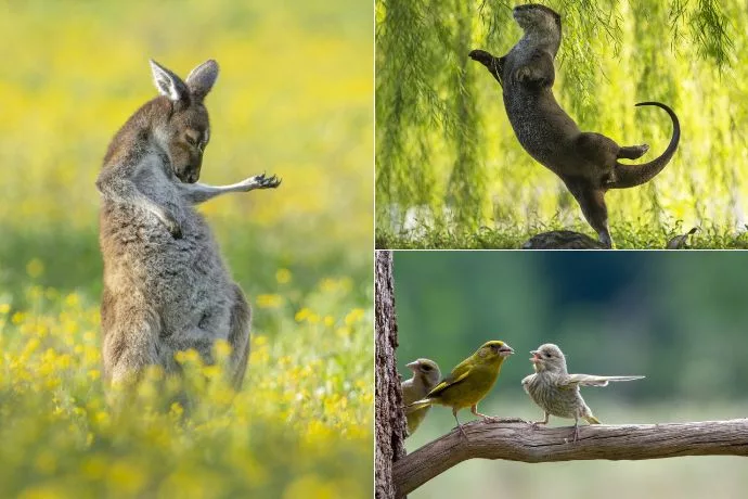 comedy-wild-life-photo-2023-feature