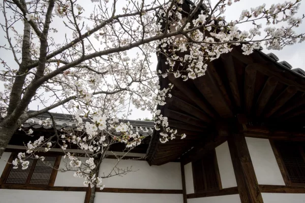 Must Visit Sakura Attractions Japan Korea 2024 1