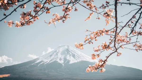 Must Visit Sakura Attractions Japan Korea 2024 10