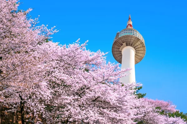 Seoul Tower And Pink Cherry Blossom, Sakura Season In Spring,seo