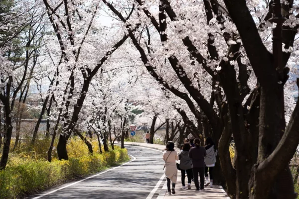 Cherry Blossom At Bomun Lake Park, Gyeongju City, South Korea