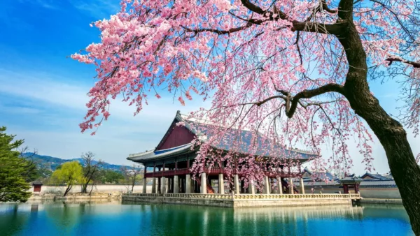 Must Visit Sakura Attractions Japan Korea 2024 7