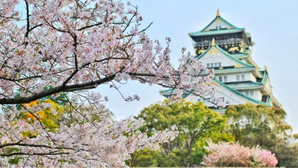 Must Visit Sakura Attractions Japan Korea 2024 8
