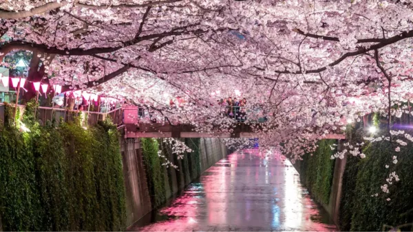 Must Visit Sakura Attractions Japan Korea 2024 9