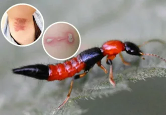 About Rove Beetle
