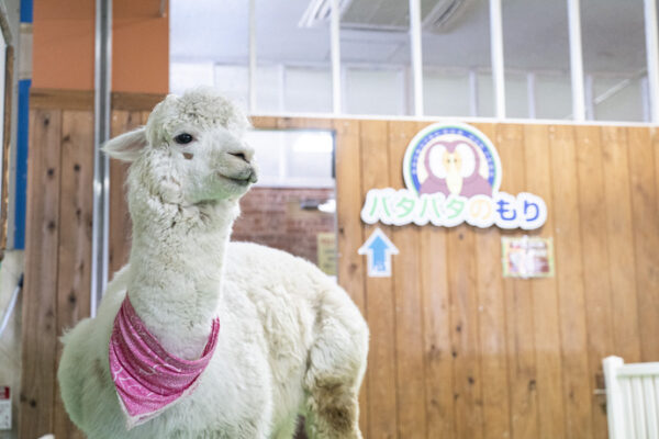 Hirakata Park 1 (credit Osaka Convention & Tourism Bureau) (1)