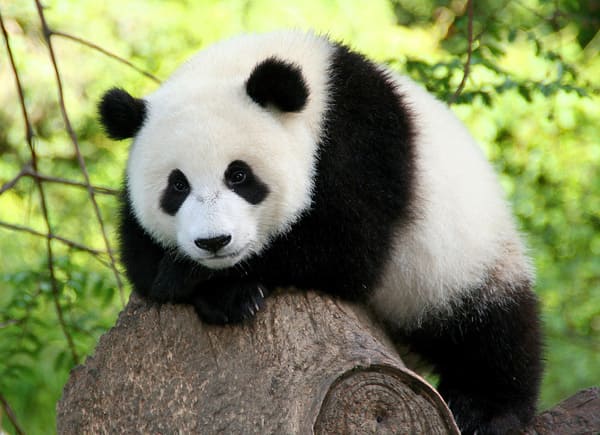 Fubao 1