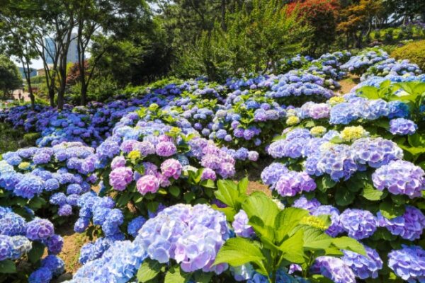korea-travel-spot-ulsan-nam-gu-whale-city-jangsaengpo-hydrangea-festival