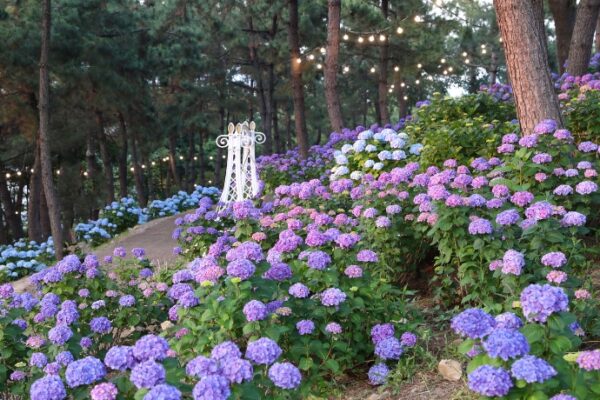 korea-travel-spot-ulsan-nam-gu-whale-city-jangsaengpo-hydrangea-festival