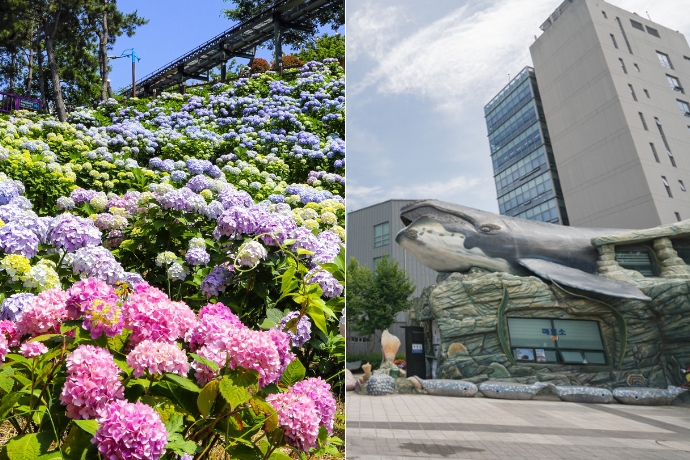 korea-travel-spot-ulsan-nam-gu-whale-city-jangsaengpo-hydrangea-festival