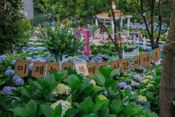 korea-travel-spot-ulsan-nam-gu-whale-city-jangsaengpo-hydrangea-festival