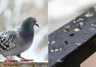 Pigeon Lung Dangerous Hypersensitivity Pneumonitis