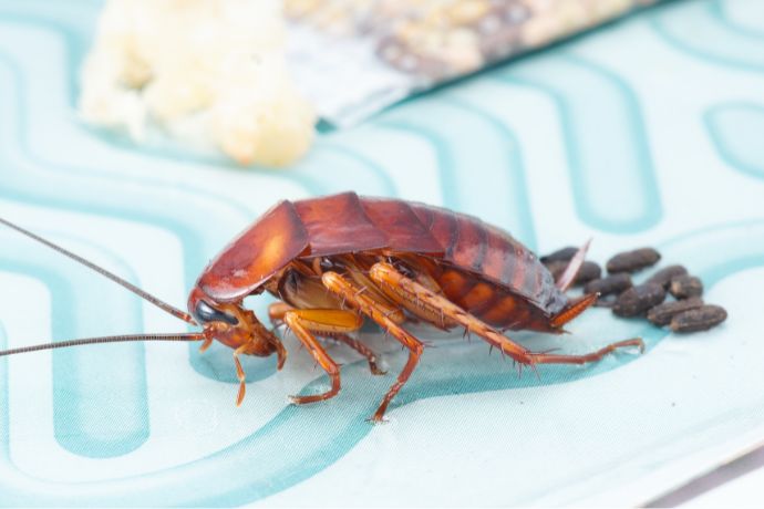Practical Tips For Getting Rid Of Cockroaches