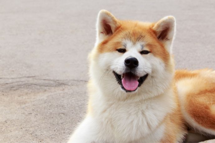 Banned And Restricted Dog Breeds In Malaysia