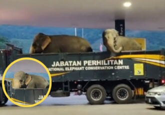 Elephant In Petrol Station