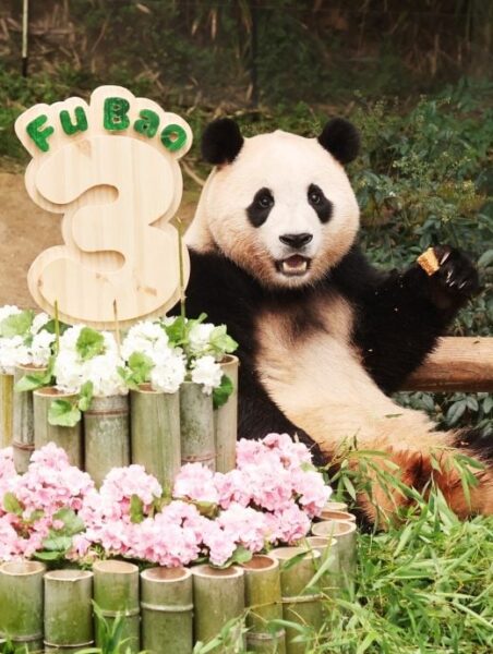 Fubao 1