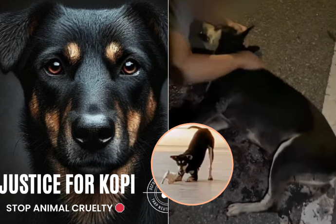 Justice For Kopi Case Summary